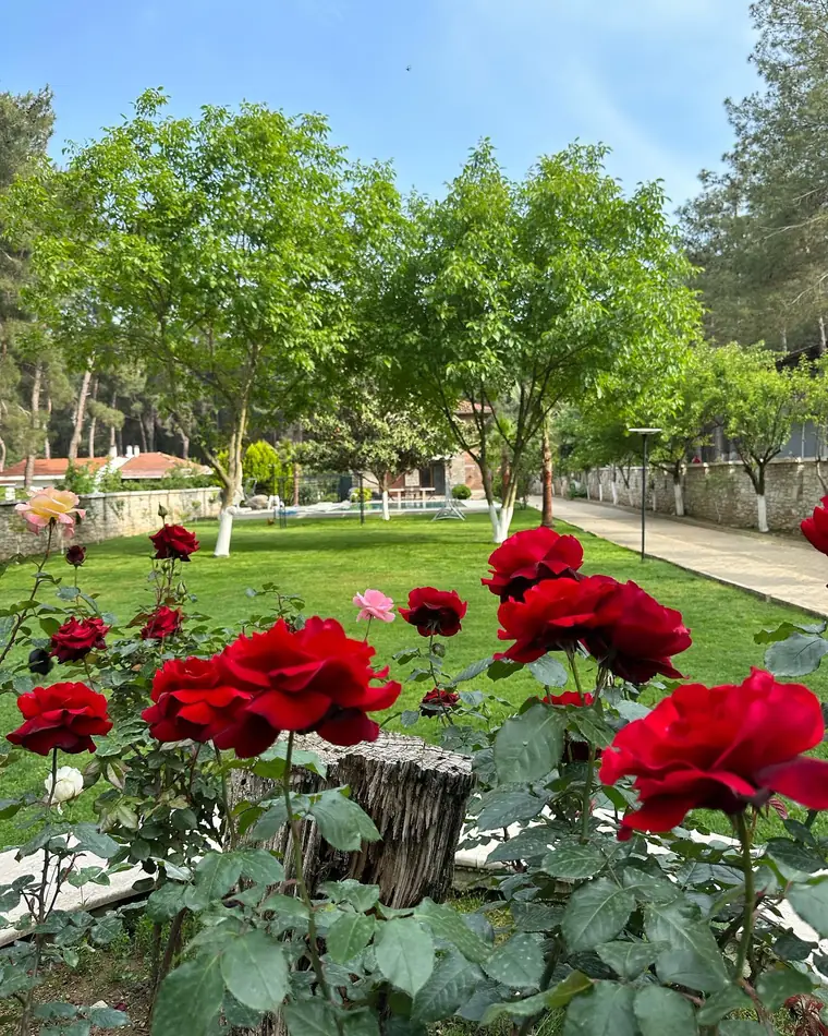 Bahçede kırmızı güller